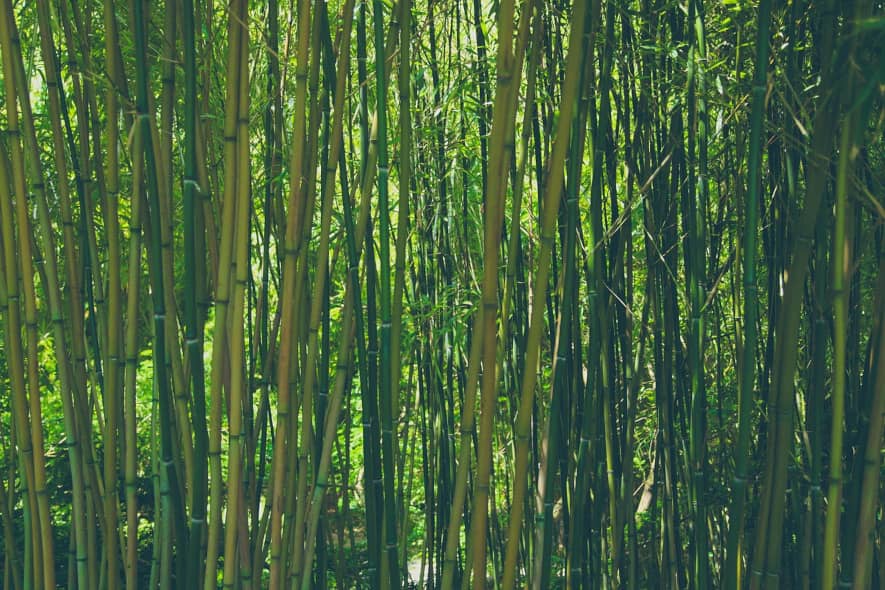 bambu, bambuskog